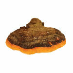BIO pó Chaga
