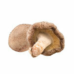 BIO pó Shiitake